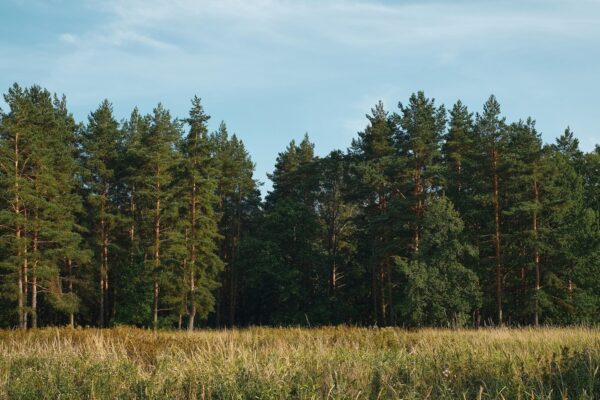 У Катюжанці інженеру лісгоспу висунули підозру за незаконну рубку дерев