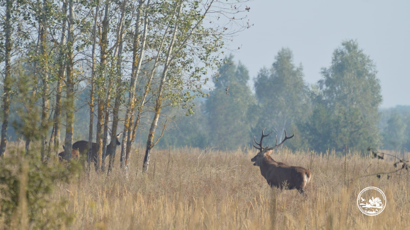 Вишгородщина може зіткнутися з підвищенням ДТП через гон оленів