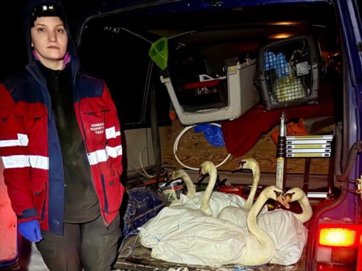 Лебедів, які пройшли лікування, випустили на воду в Межигір'ї