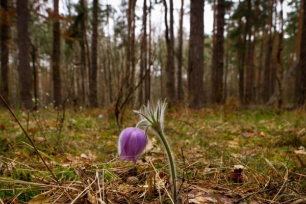 У зоні відчуження зафіксовано рідкісні рослини - фото
