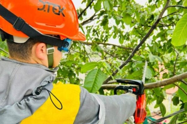 На Київщині очищено 1500 км трас електромереж від гілок